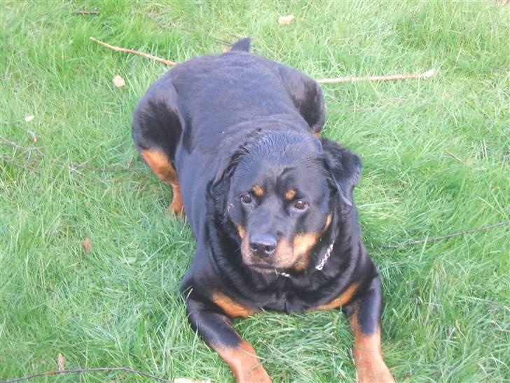 Rottweiler Zenta (RIP) billede 8