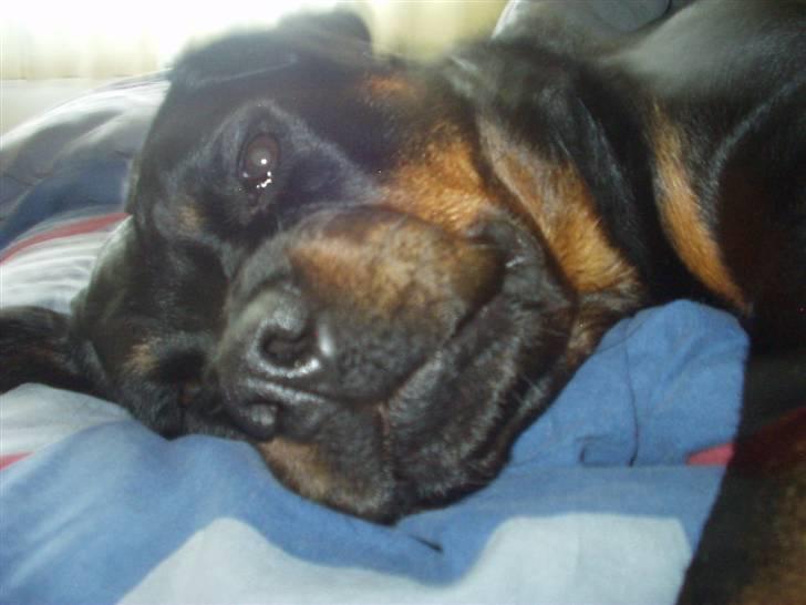 Rottweiler Zenta (RIP) - Er jeg ikke lækker??? billede 9