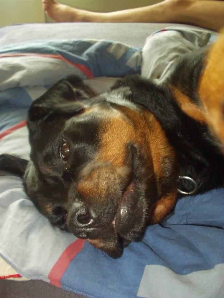 Rottweiler Zenta (RIP) billede 10