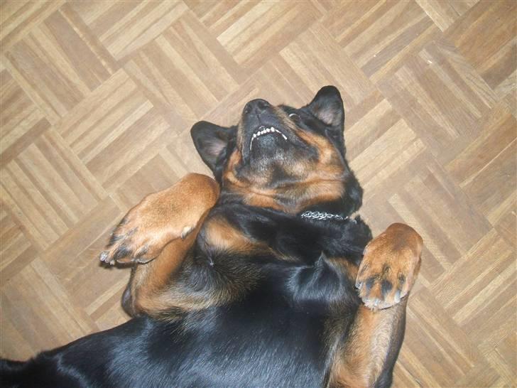 Rottweiler Zenta (RIP) - Gider du lige at klø mig på maven ;o) billede 11