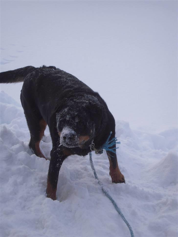 Rottweiler Zenta (RIP) billede 12