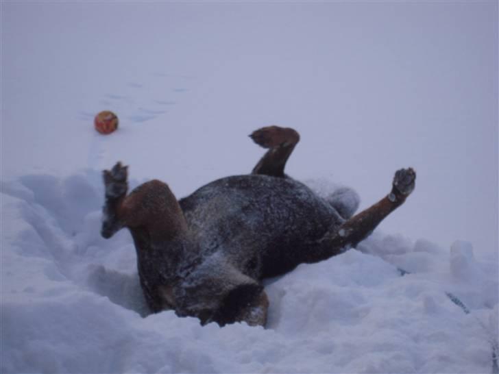 Rottweiler Zenta (RIP) - Elsker bare sne!!! billede 13