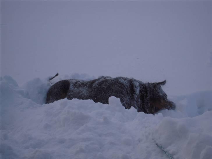 Rottweiler Zenta (RIP) - Snedronningen!! billede 14