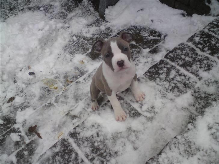 Amerikansk staffordshire terrier Monique billede 4