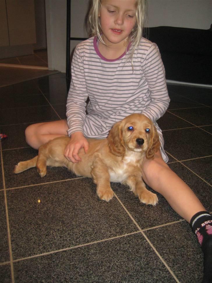 Blanding af racer Tulle billede 12