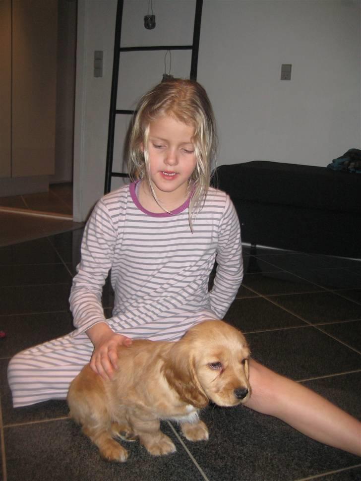 Blanding af racer Tulle billede 13