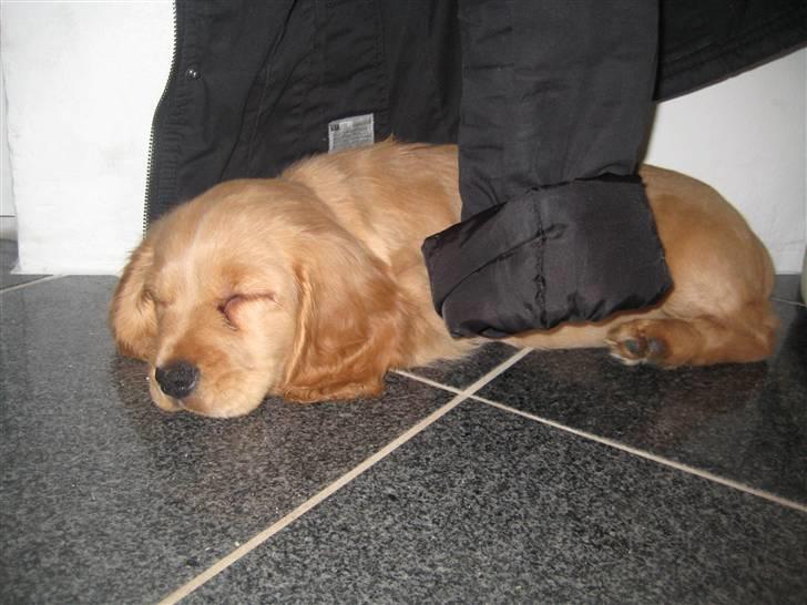 Blanding af racer Tulle - Så faldt jeg i søvn under Albertes jakke på det varme gulv billede 15