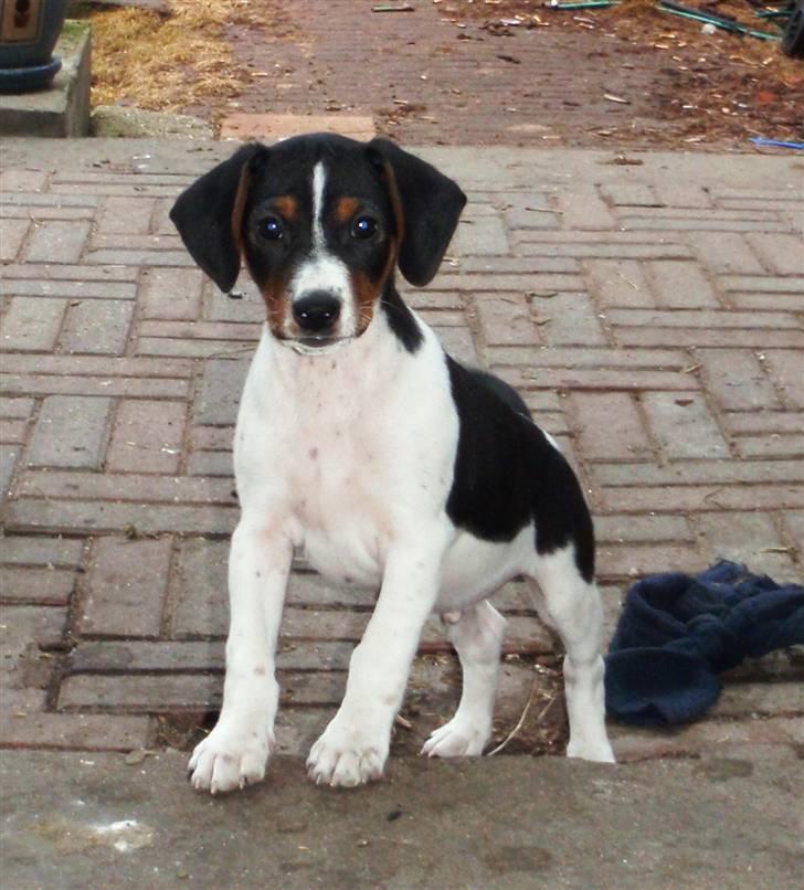 Dansk svensk gaardhund Flamme - Er jeg ikke bare sød - 9 uger gammel er jeg her billede 1