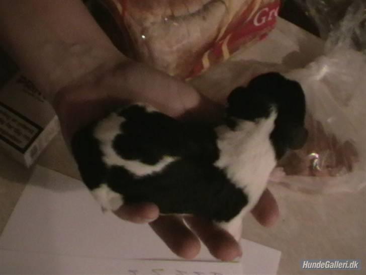 Dansk svensk gaardhund Flamme - her er han kun ca 12 timer gammel billede 2