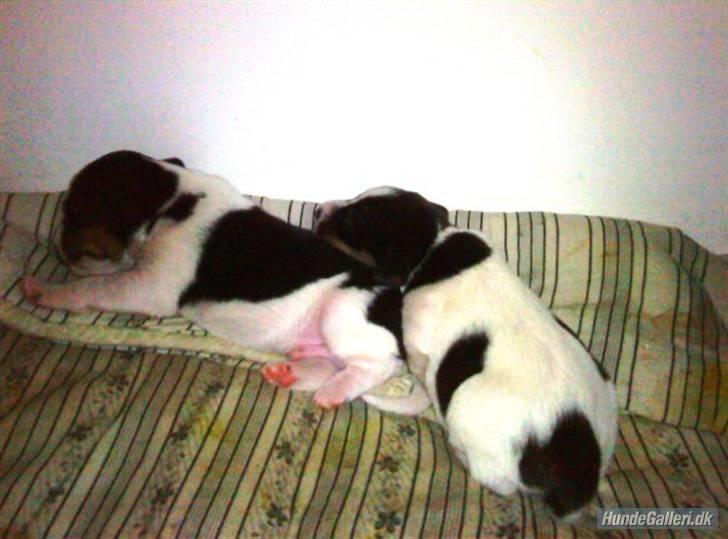 Dansk svensk gaardhund Flamme - stadig en lille bitte en billede 3