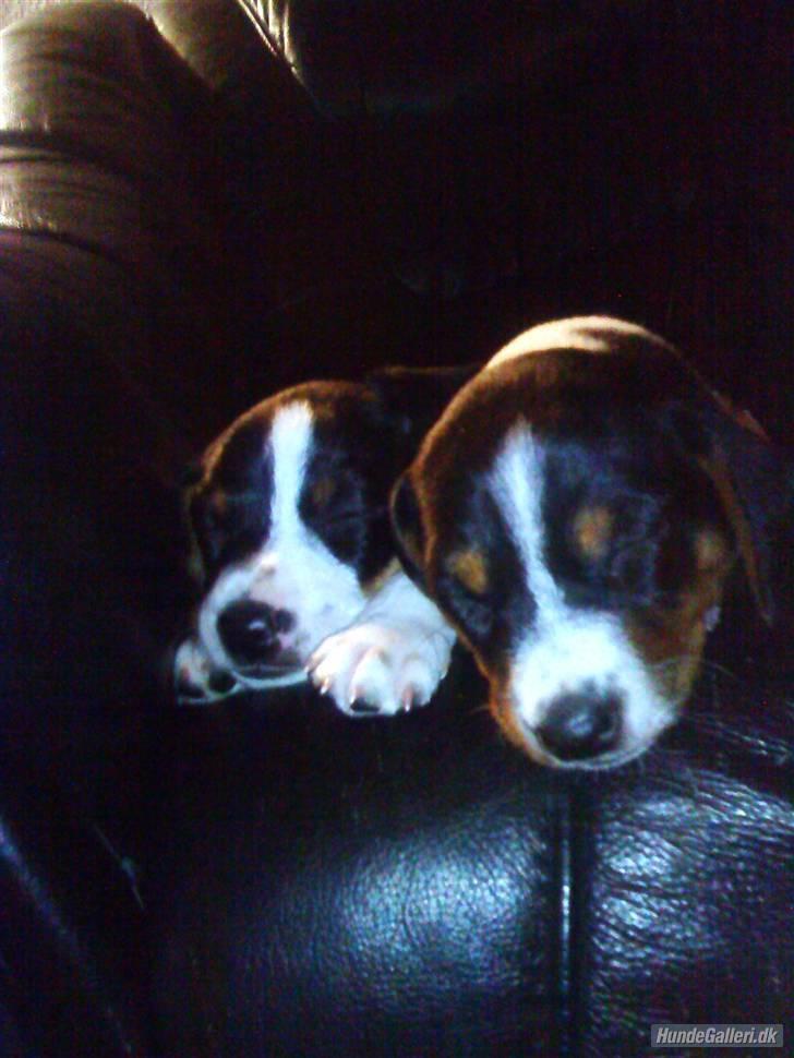 Dansk svensk gaardhund Flamme - det er rart at putte med brormand i sofaen billede 4