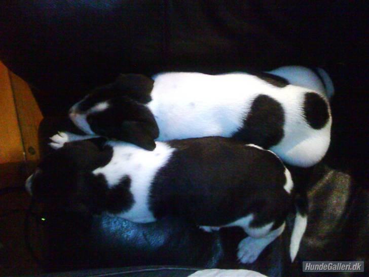 Dansk svensk gaardhund Flamme - Flamme og Kvik putter i sofaen billede 5