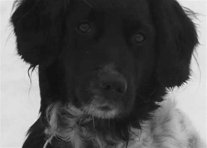 Stabijhoun Chili billede 1