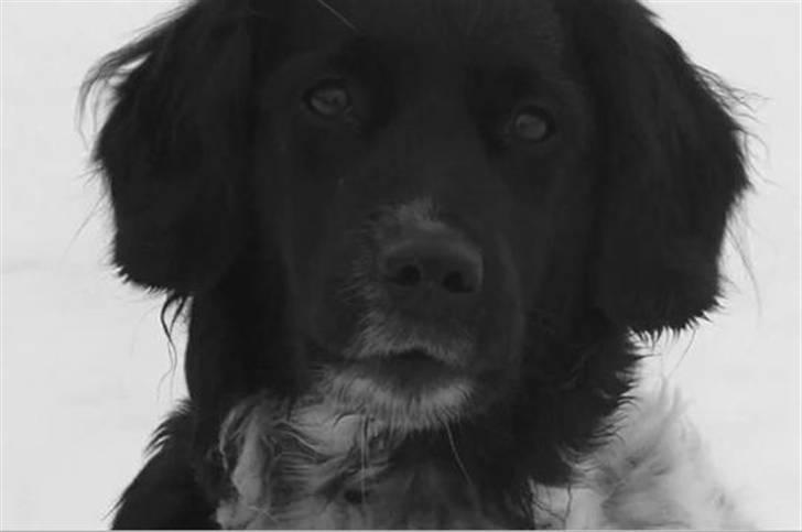 Stabijhoun Chili billede 2