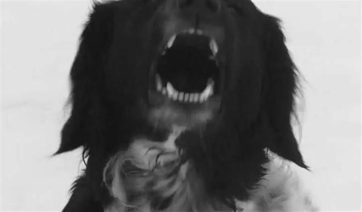 Stabijhoun Chili billede 3