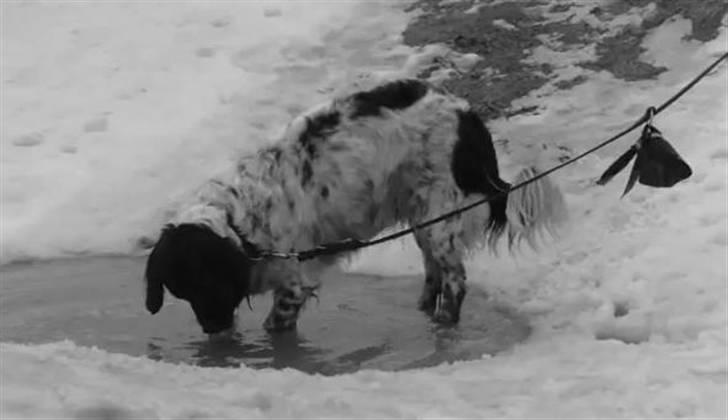 Stabijhoun Chili billede 4