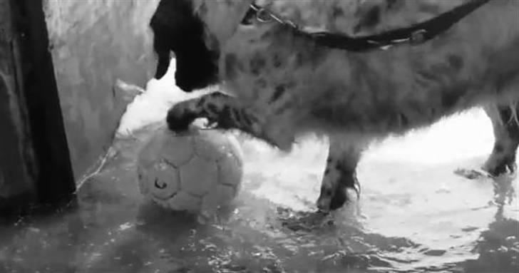 Stabijhoun Chili billede 5