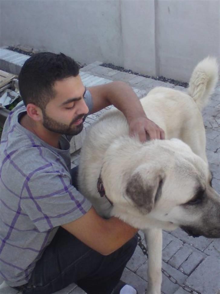 Kangal yaman billede 2