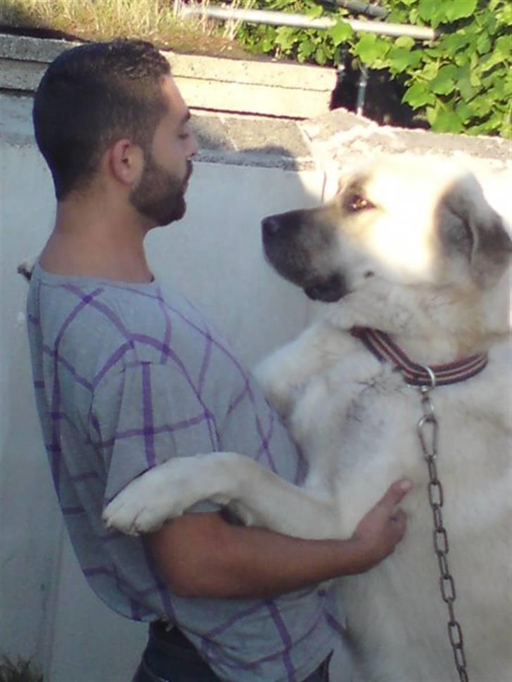 Kangal yaman billede 5