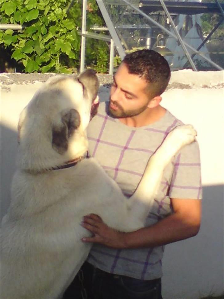 Kangal yaman billede 6