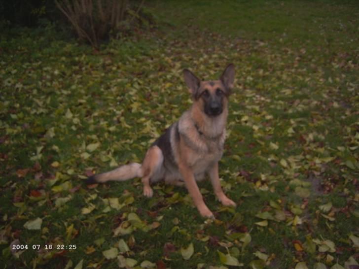 Schæferhund Bella billede 1