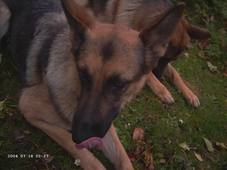 Schæferhund Bella billede 2