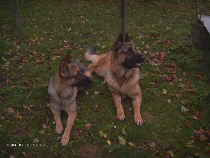 Schæferhund Bella billede 3