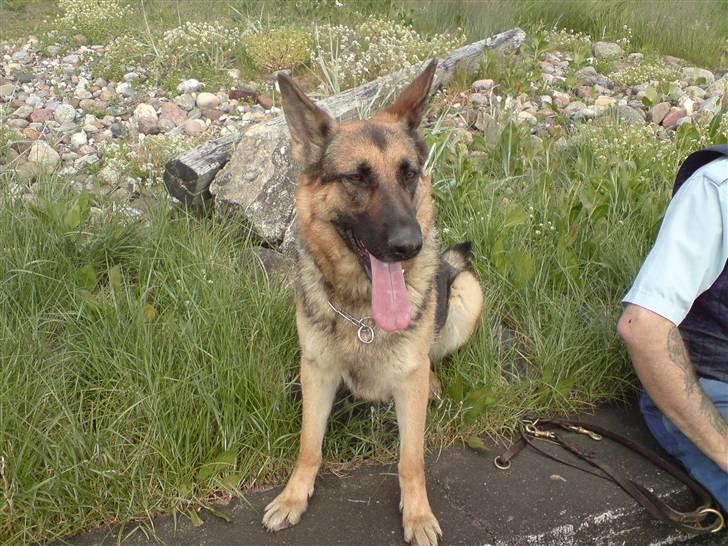 Schæferhund Bella billede 6