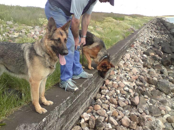 Schæferhund Bella billede 7