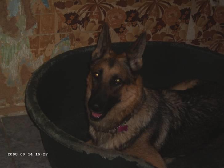 Schæferhund Bella - ligger i min dejlige kurv : ) billede 8