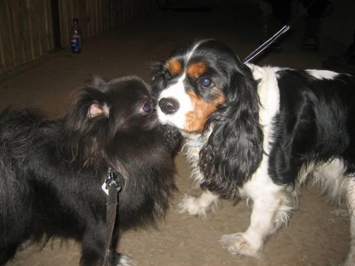 Cavalier king charles spaniel Lady - Ladys kæreste Buller. Marts 2010 billede 20