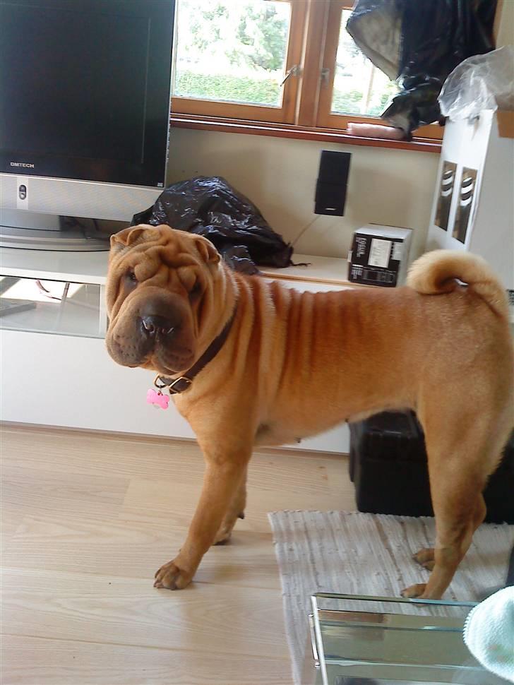 Shar pei Delle billede 8