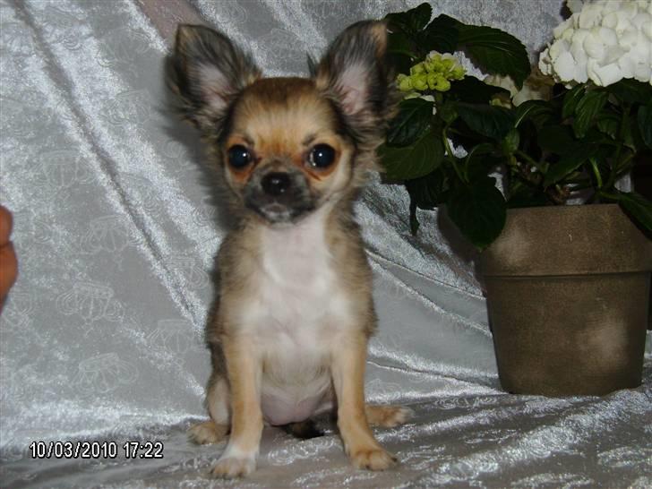 Chihuahua Medina billede 6