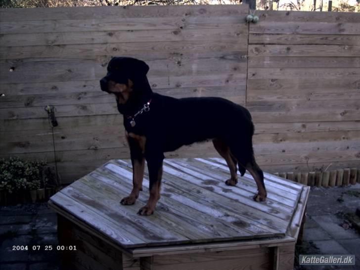Rottweiler Paya (R.I.P) billede 1