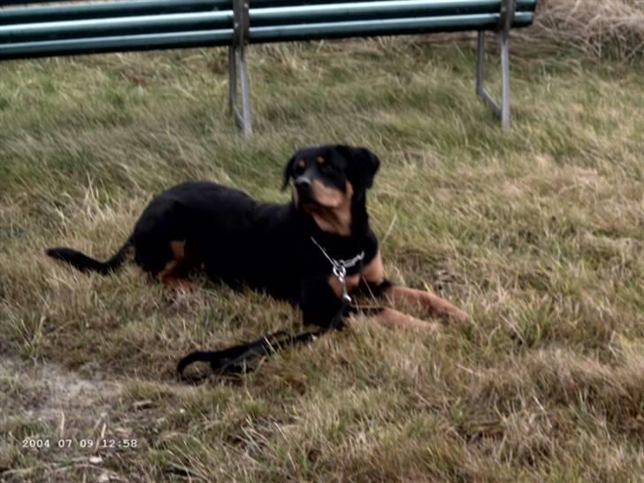 Rottweiler Paya (R.I.P) billede 2