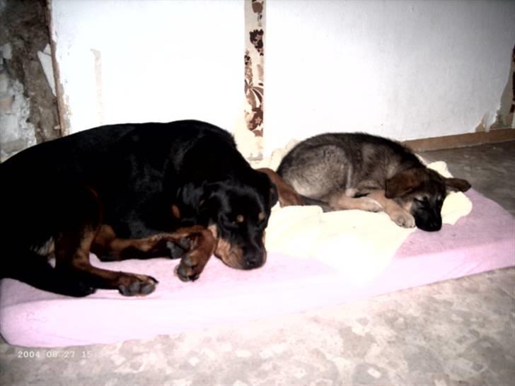 Rottweiler Paya (R.I.P) - hende og bella billede 3