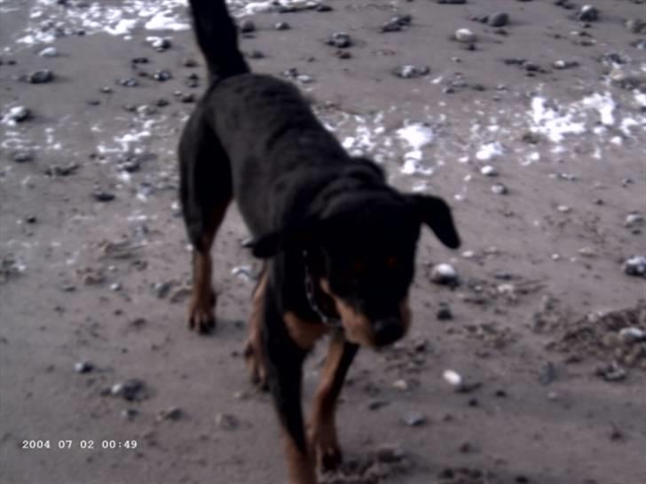 Rottweiler Paya (R.I.P) billede 4