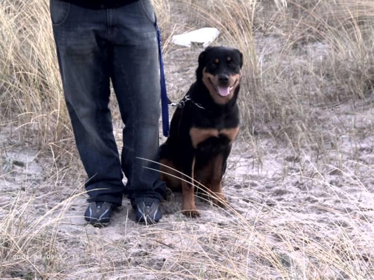 Rottweiler Paya (R.I.P) billede 5