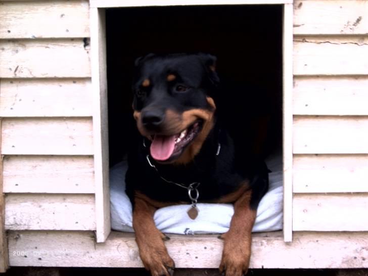 Rottweiler Paya (R.I.P) - hun var bare så smuk!! billede 6