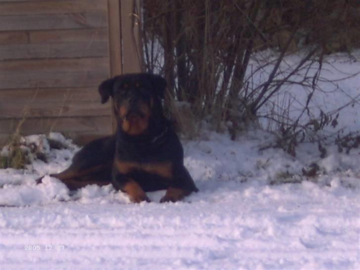 Rottweiler Paya (R.I.P) - var der nogle der sagde mad?? billede 7