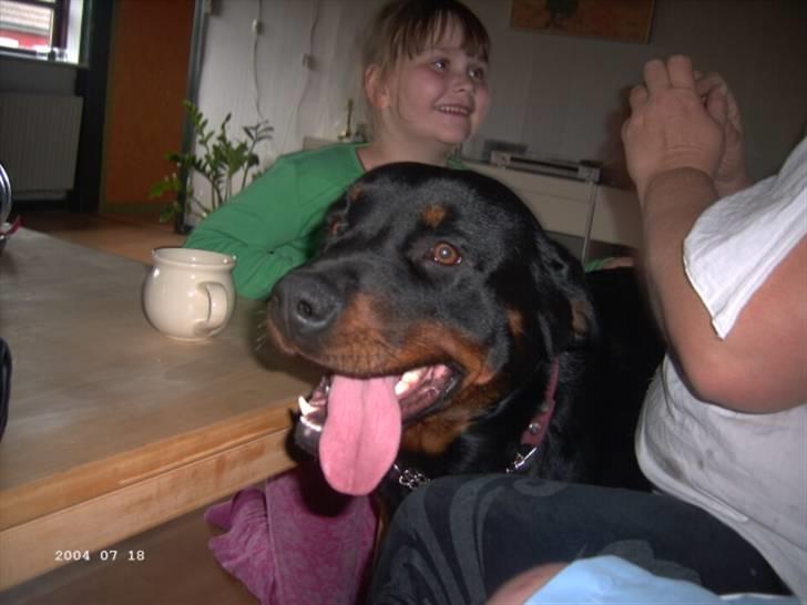 Rottweiler Paya (R.I.P) - må man lige ha lov at afbryde samtalen?? billede 9