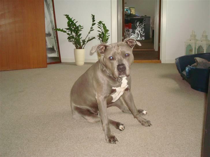 Amerikansk staffordshire terrier Delightful Diablo billede 1