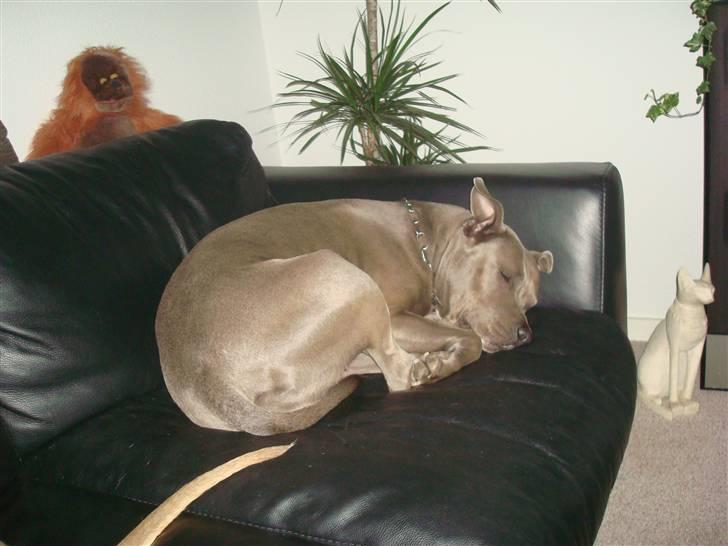 Amerikansk staffordshire terrier Delightful Diablo billede 2