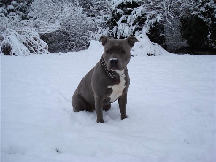 Amerikansk staffordshire terrier Delightful Diablo billede 3