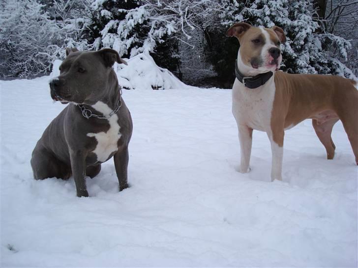 Amerikansk staffordshire terrier Delightful Diablo billede 4