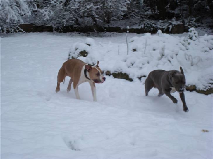 Amerikansk staffordshire terrier Delightful Diablo billede 5