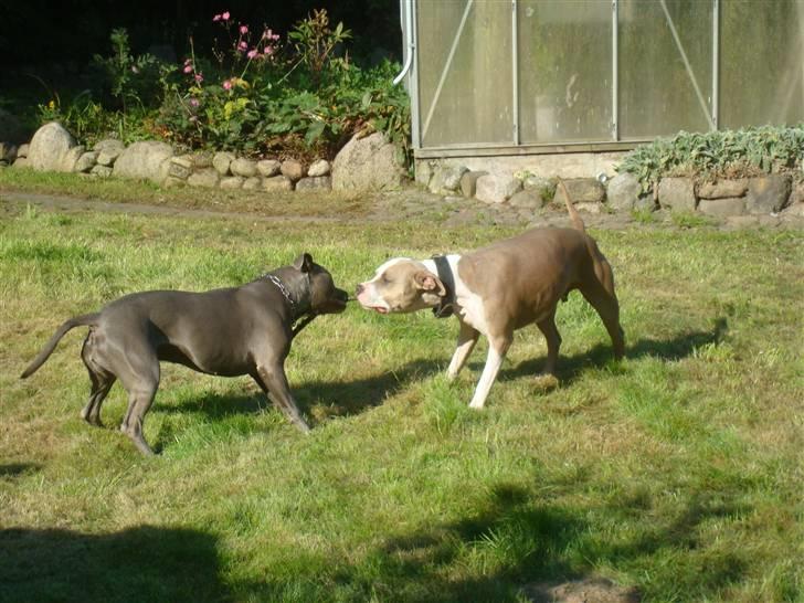 Amerikansk staffordshire terrier Delightful Diablo billede 6