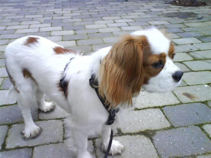 Cavalier king charles spaniel Greenland´s Esmeralda billede 11
