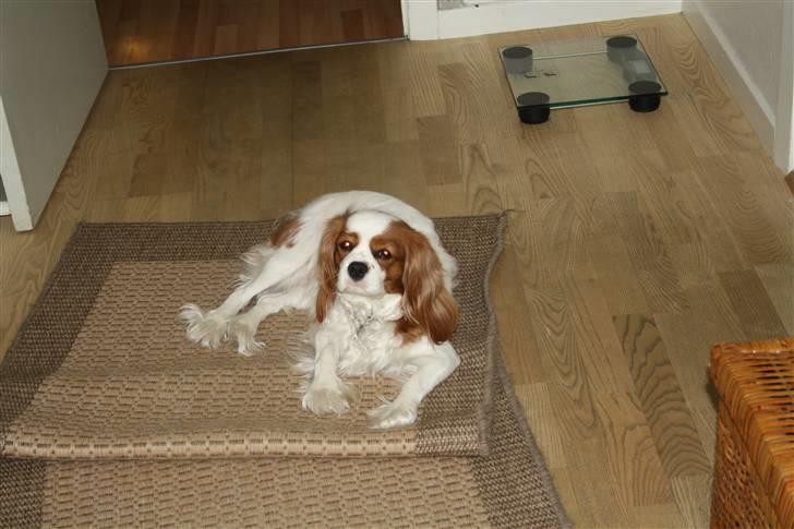 Cavalier king charles spaniel Greenland´s Esmeralda billede 12