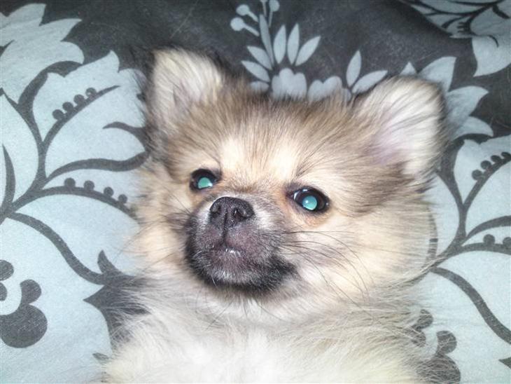 {{currentPhoto.altText}} billede {{currentPhoto.number}}